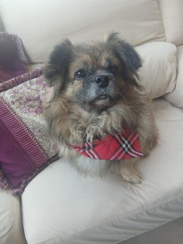 Peggy, tenera pechinese Foto 5